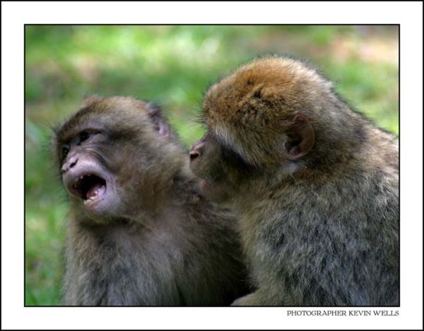 Monkeys